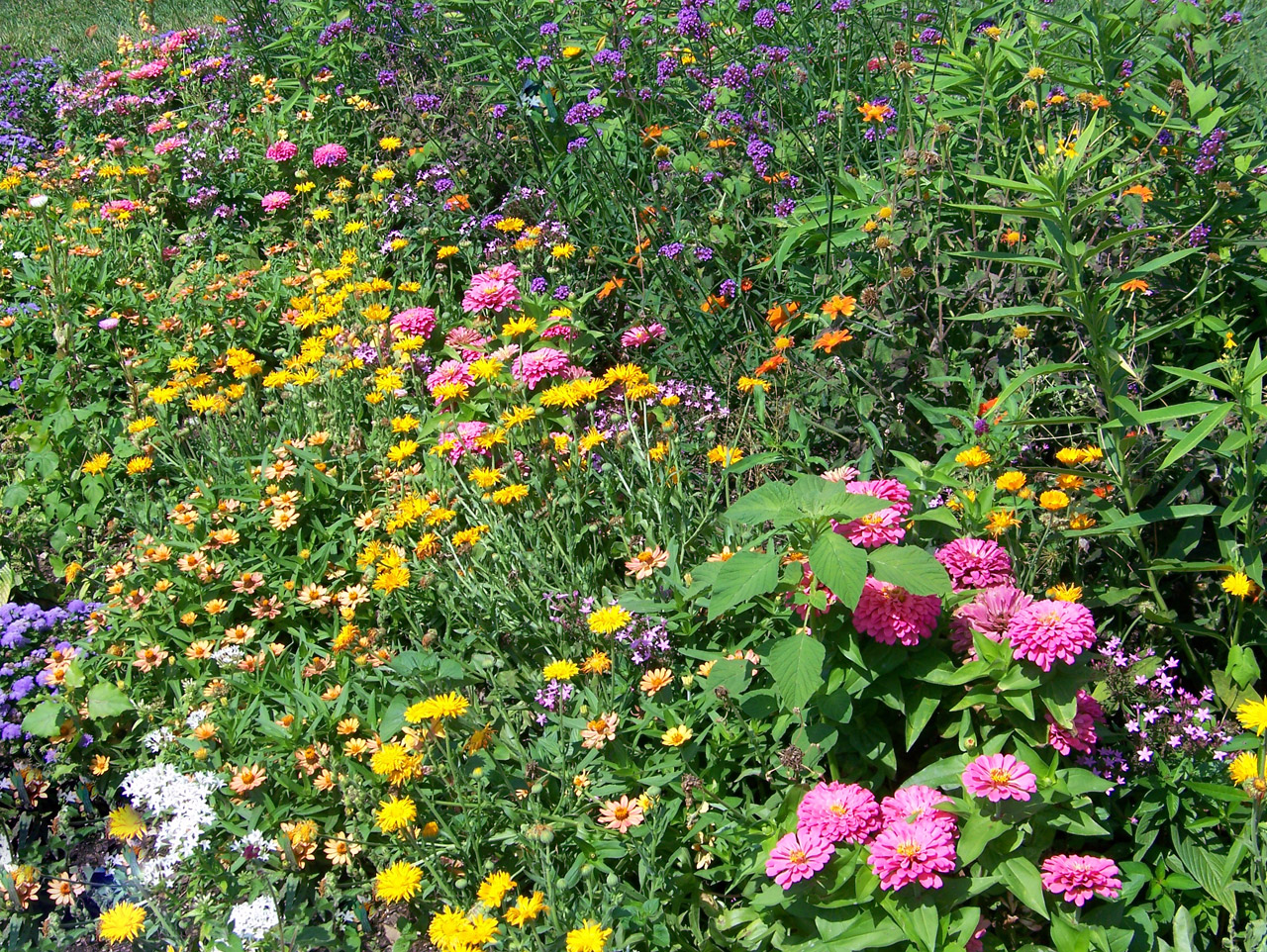 flower bed flower bed free photo