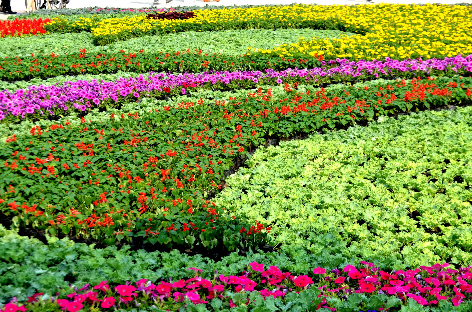flower flowers flower bed free photo