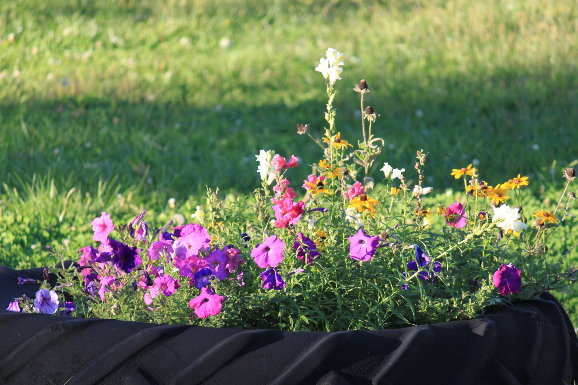 flower flowers garden free photo