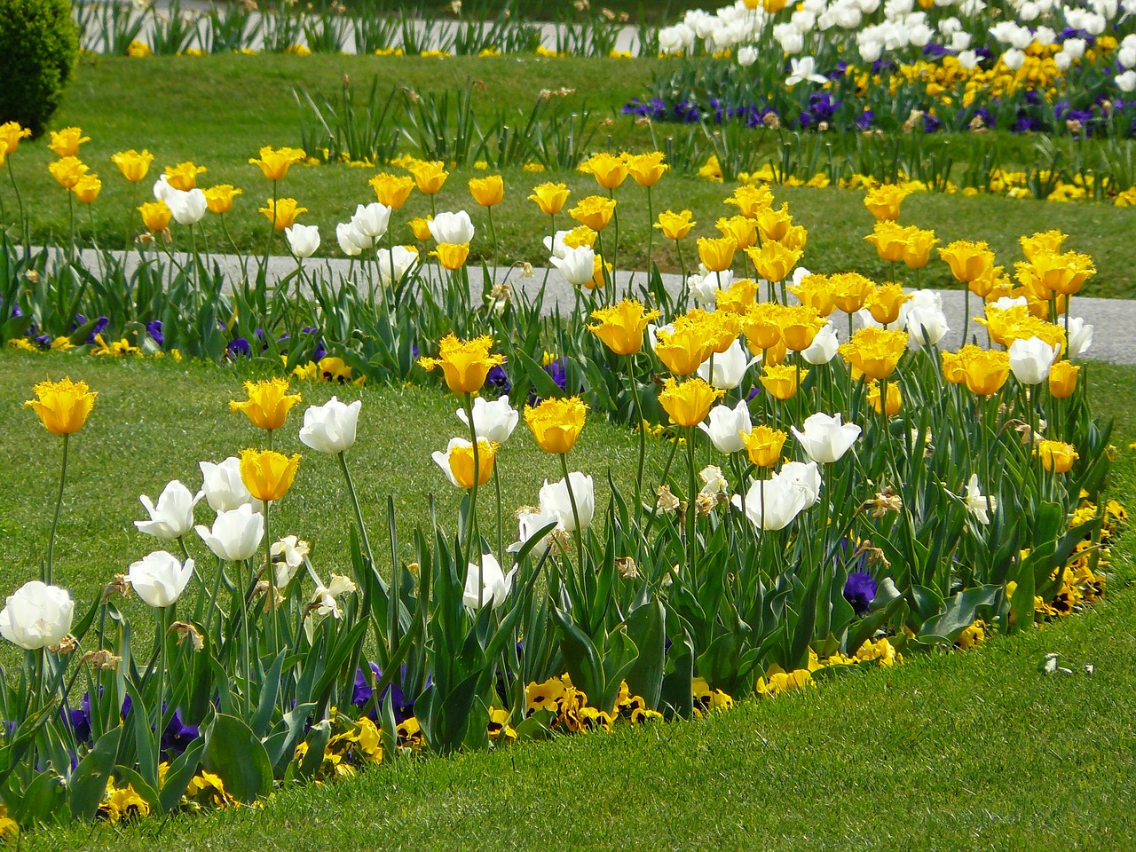 flower bed tulips tulpenbluete free photo