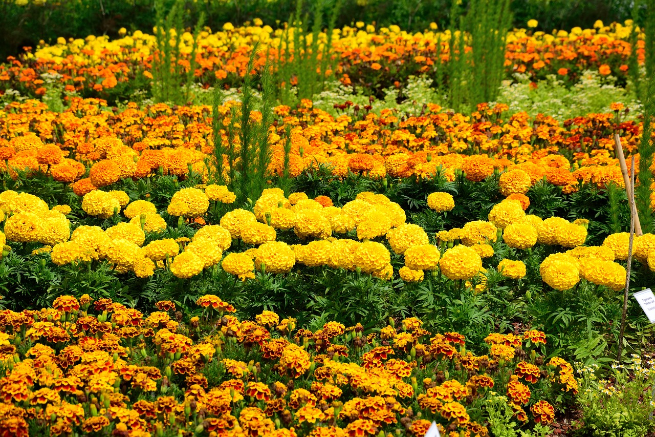 flower bed yellow orange bloom free photo