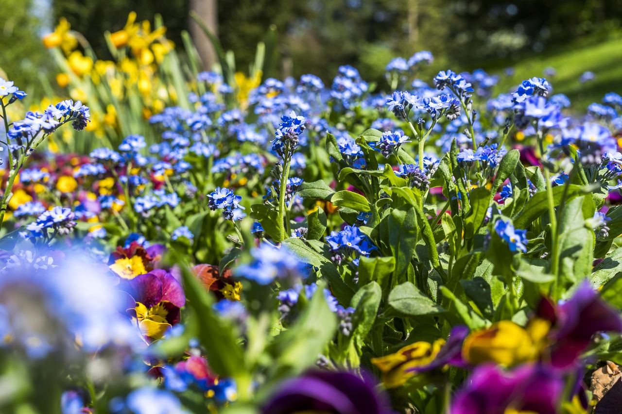 flower bed  flower  beautiful free photo