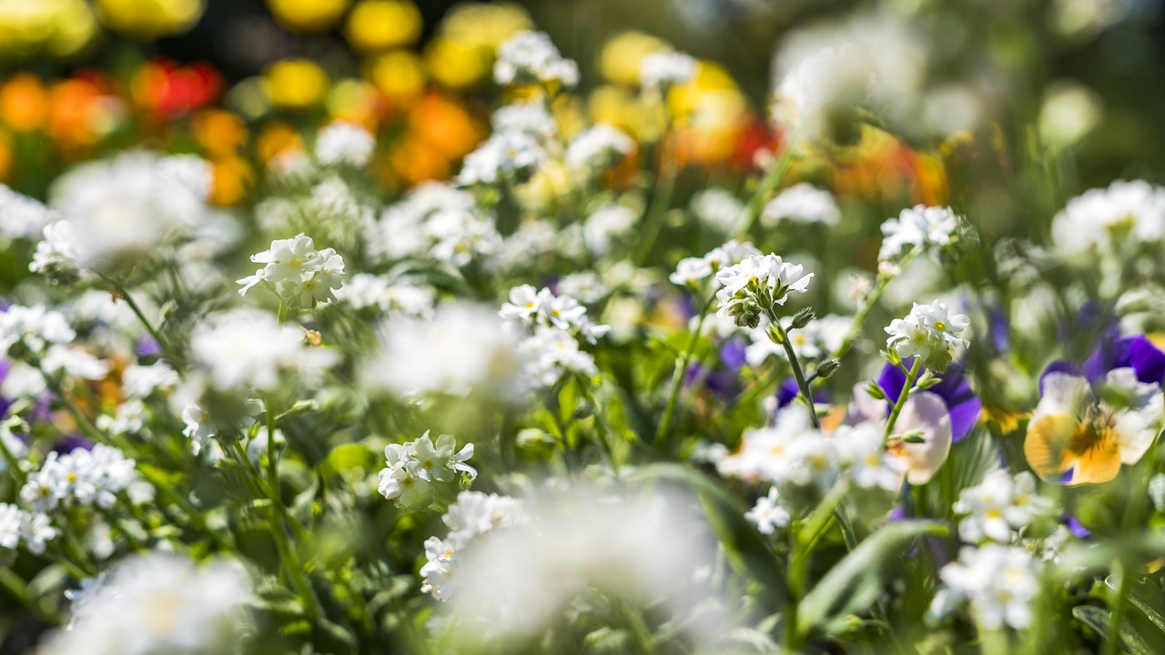 flower bed  flower  beautiful free photo