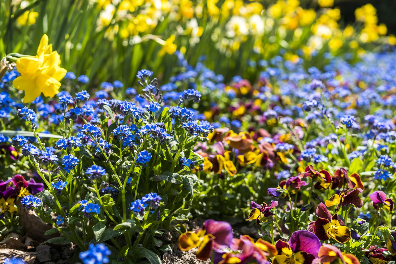 flower bed  flower  beautiful free photo