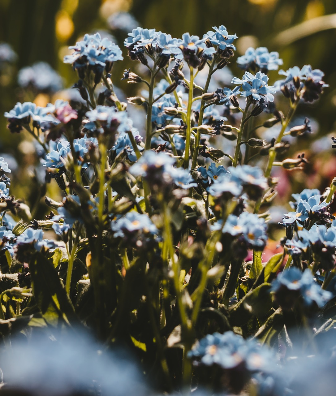 flower bed  plant  flower free photo