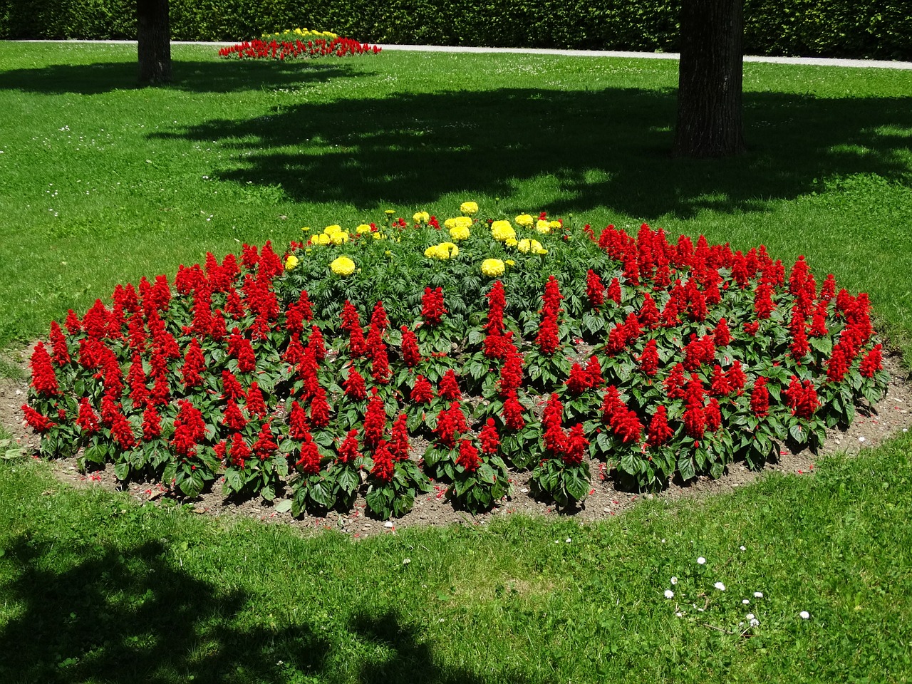 flower bed flowers red free photo