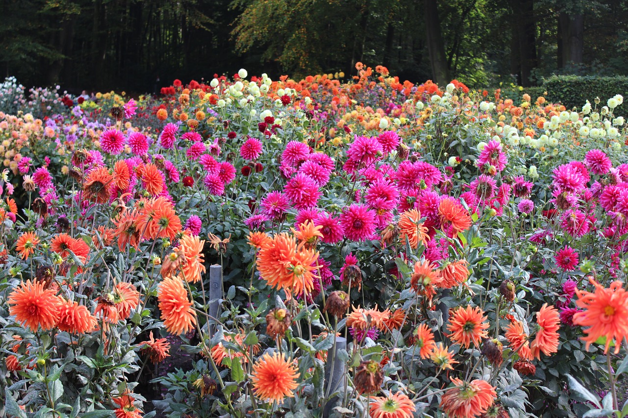 flower bed dahlias colorful free photo