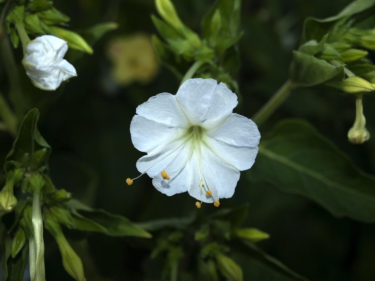 flower bell  white flower  flowers free photo