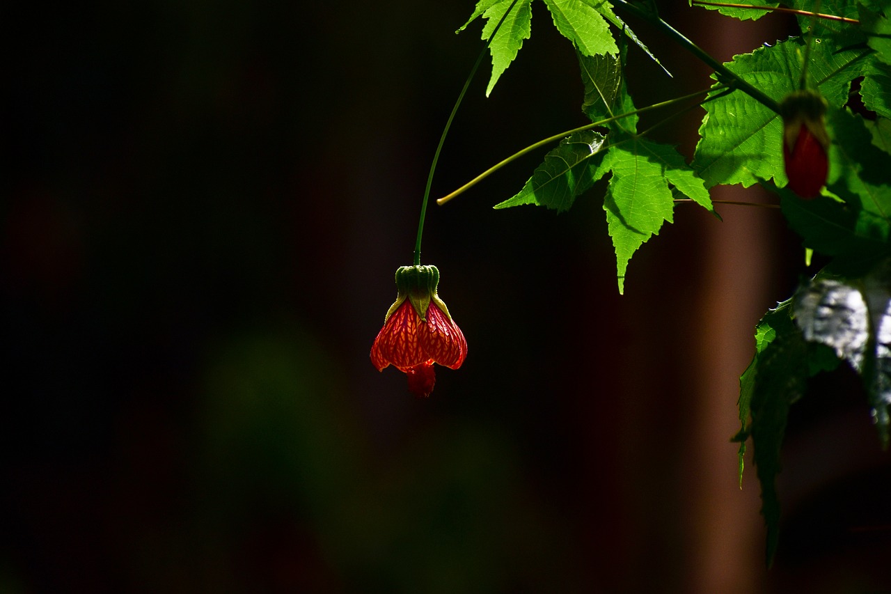 flower bell  flower  spring free photo