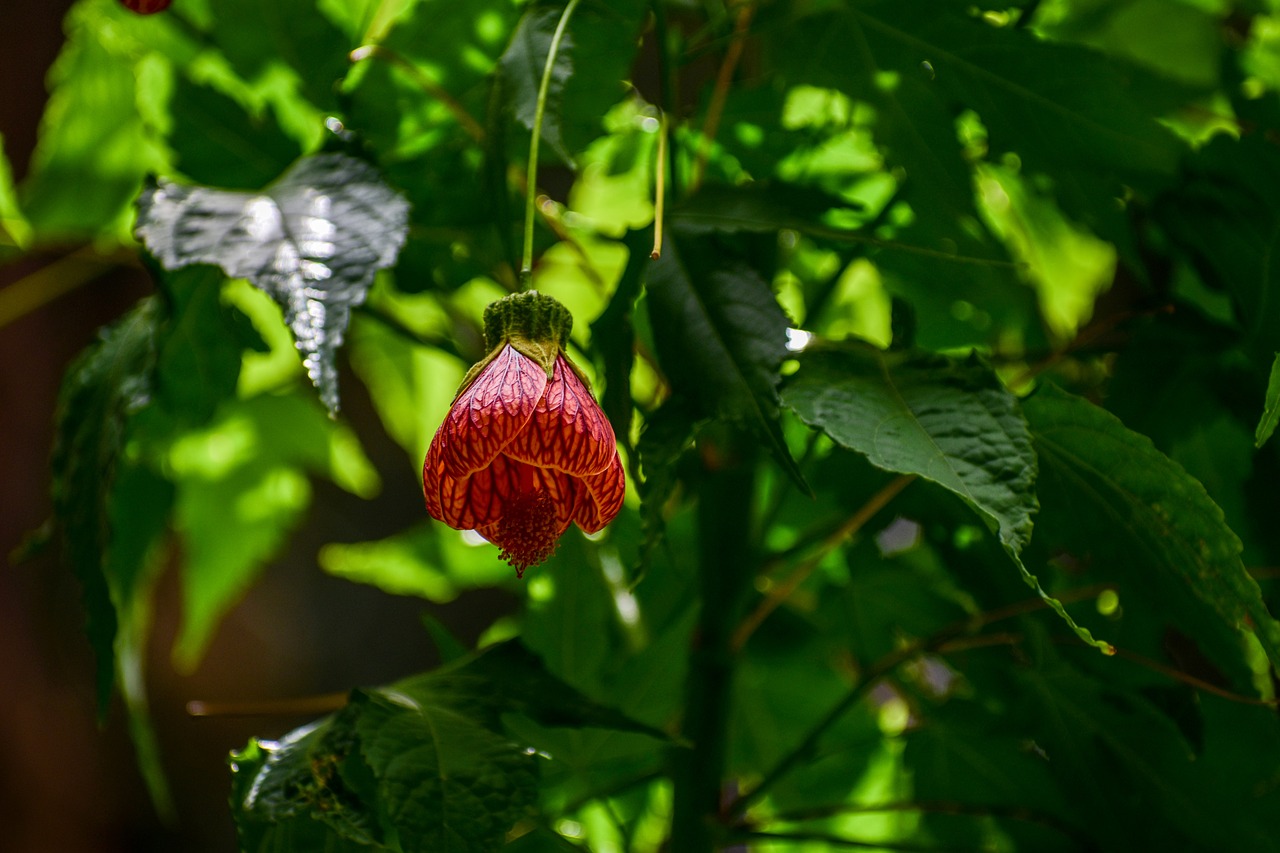 flower bell  flower  spring free photo