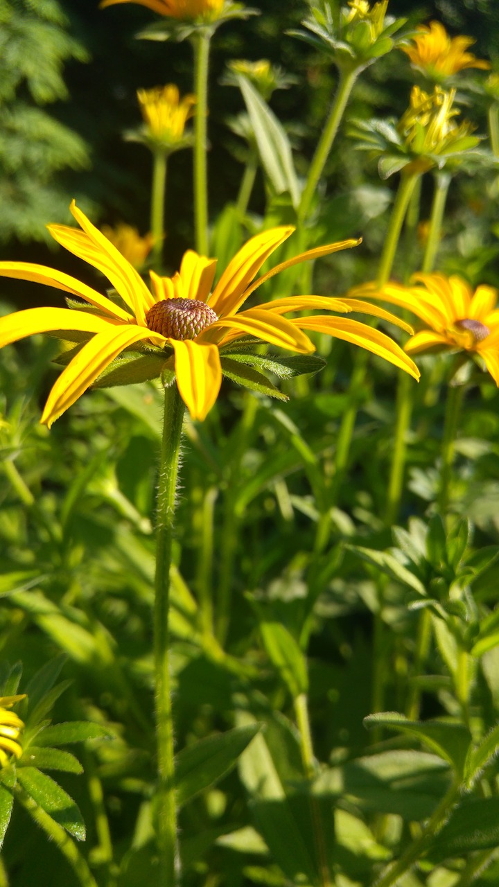 flower black eyed  jellow petals  garden free photo