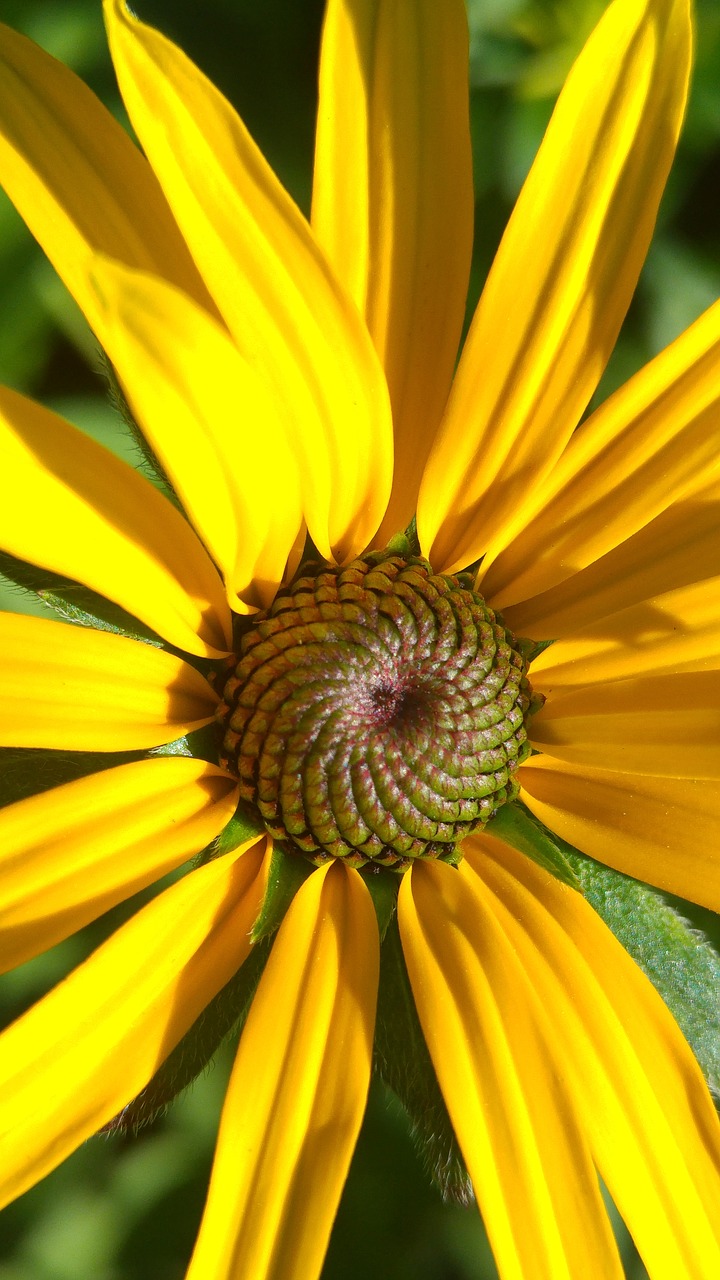 flower black eyed  jellow petals  garden free photo