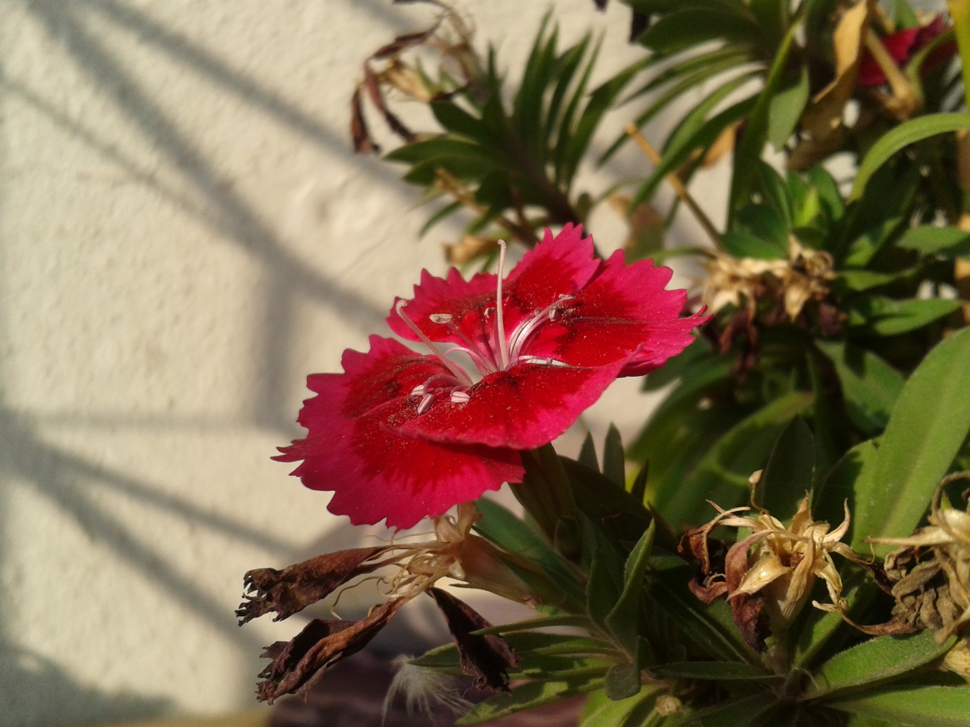 flower plant pink flower free photo