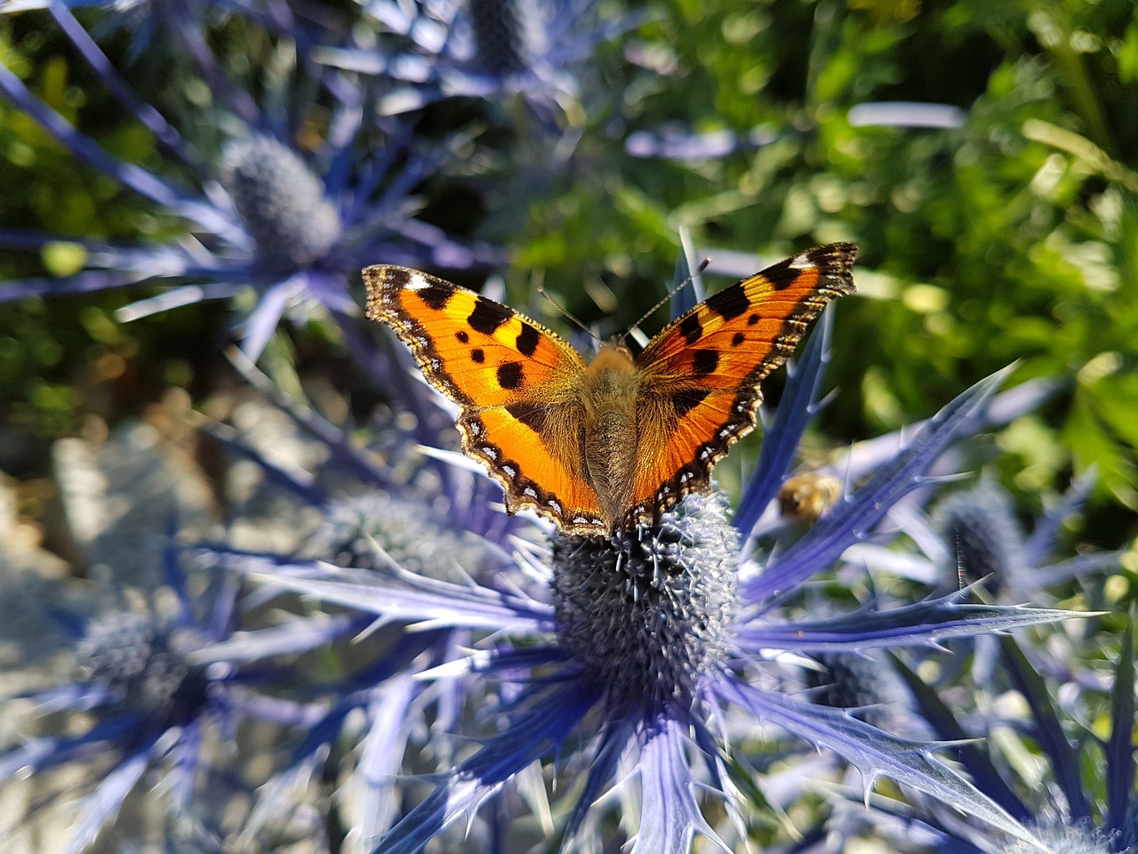 flower bloom  flora  garden free photo