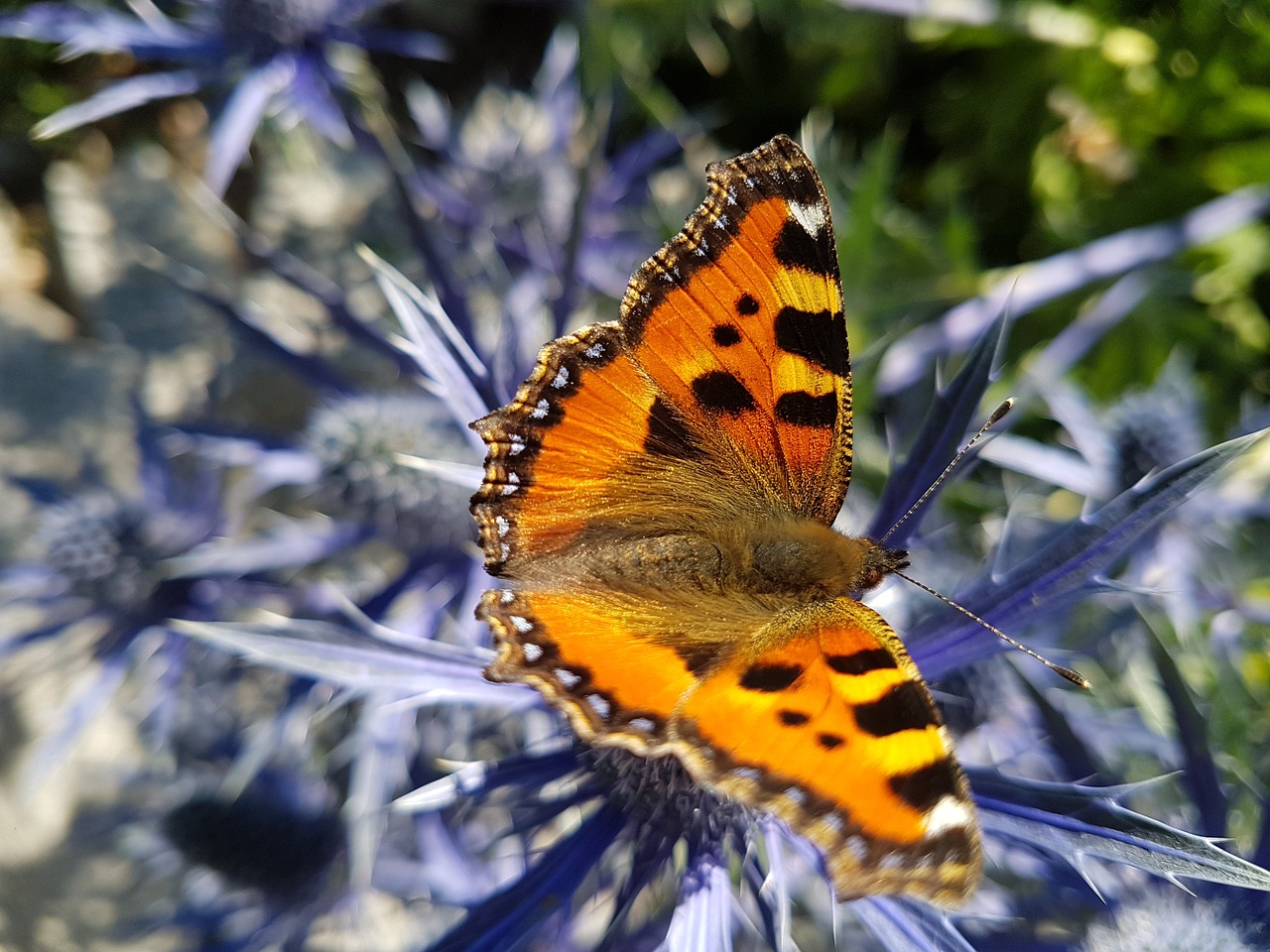 flower bloom  flora  garden free photo