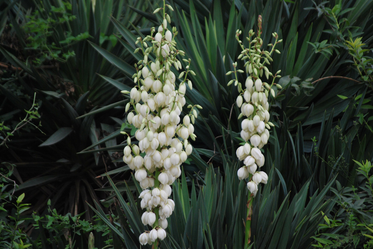 flower bloom tropical free photo