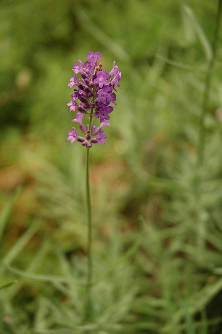 lavender flower blossom outdoor free photo