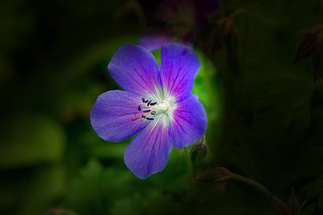 flower blossom blue blue flower free photo