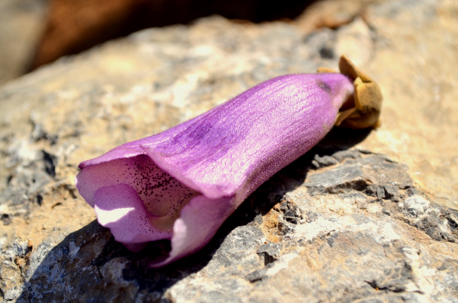 flower blossom bloom free photo