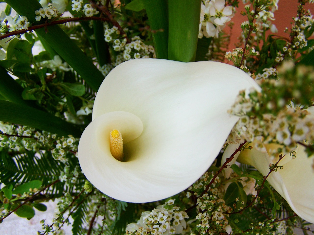 flower bouquet white calla lily cut flower free photo