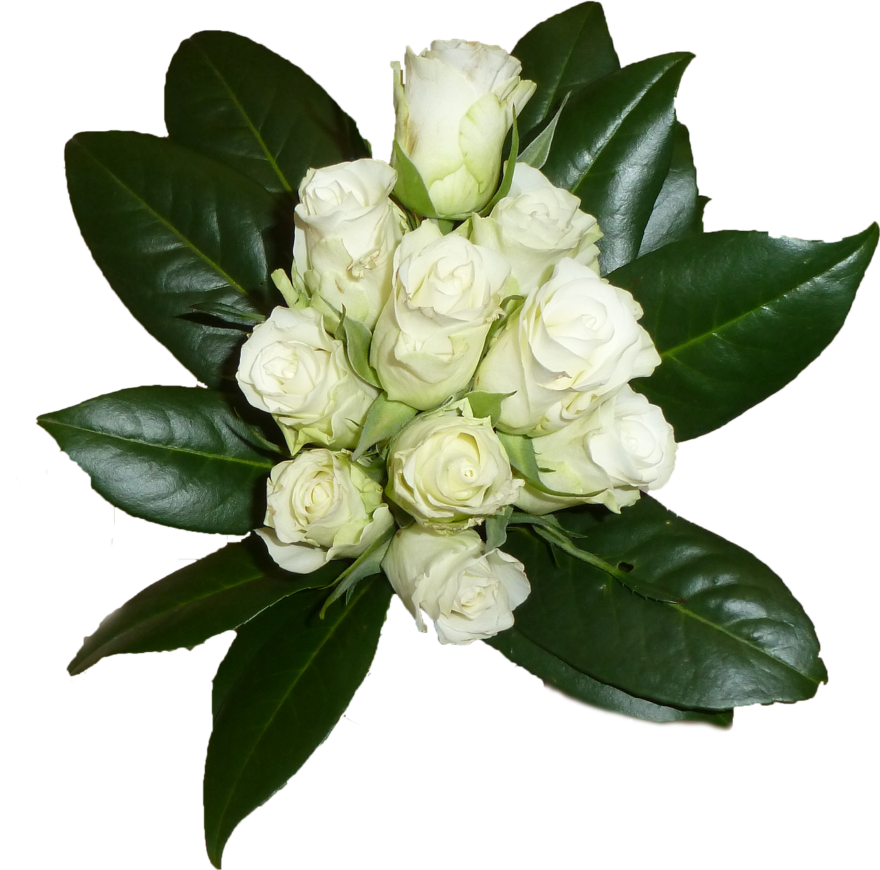 flower bouquet white roses free photo