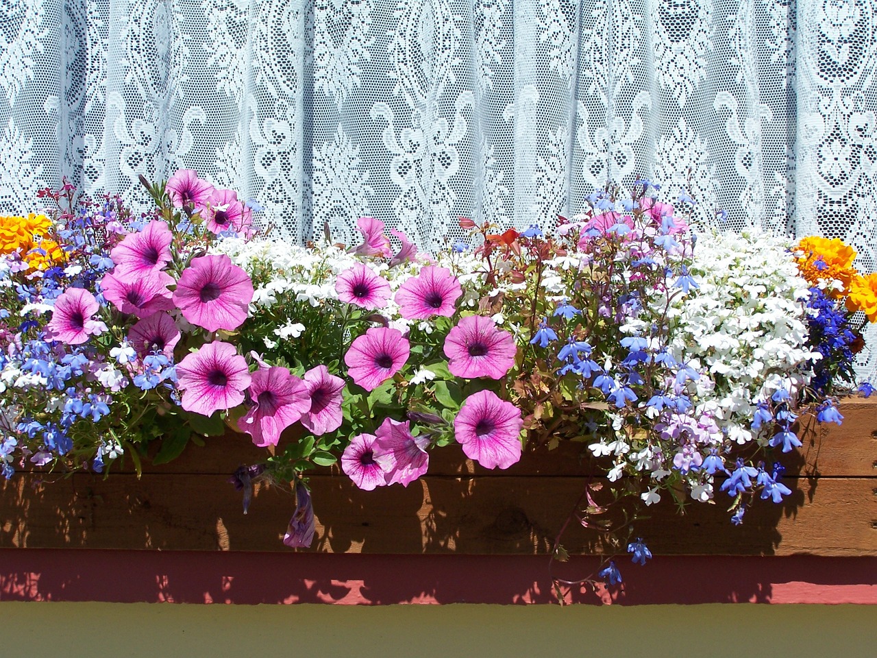 flower box flowers colorful free photo