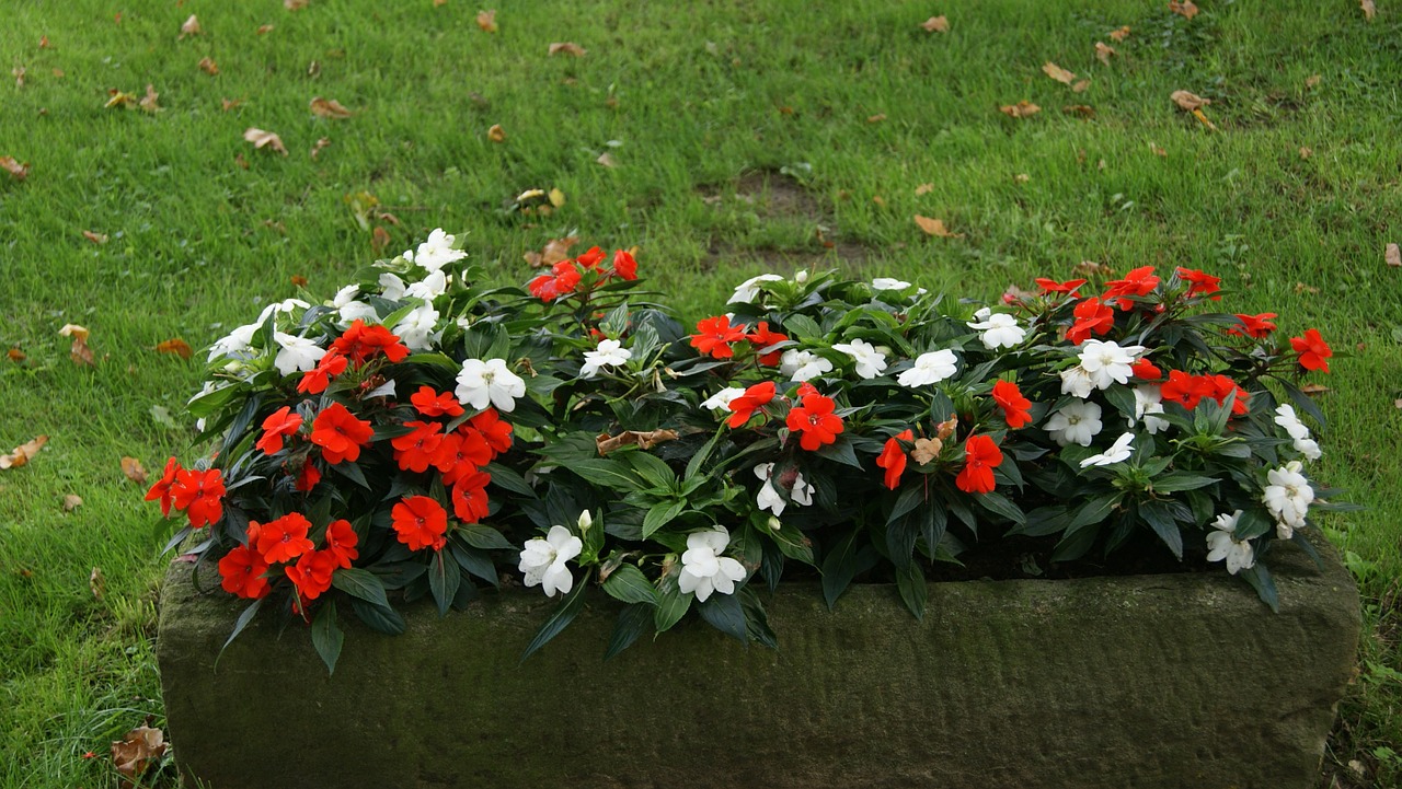 flower box flower bed bloom free photo