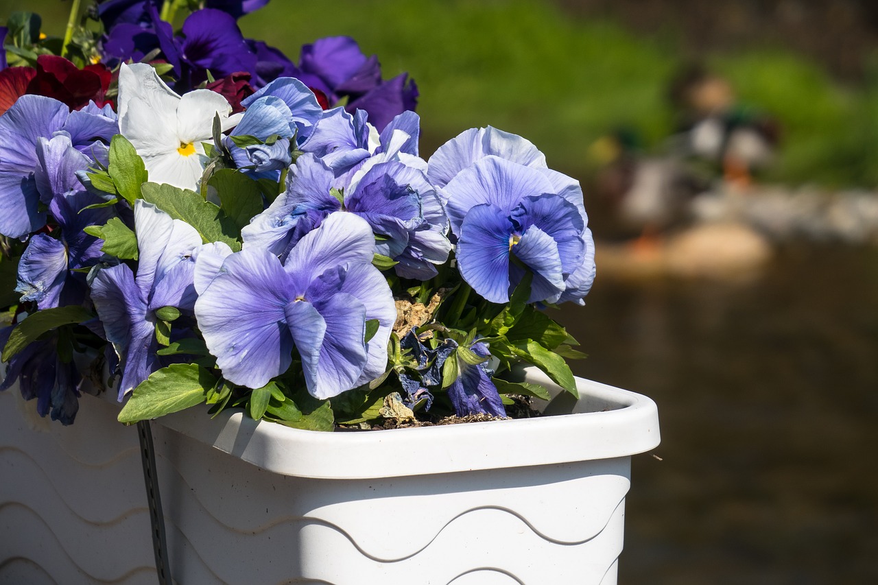 flower box  pansy  ducks free photo