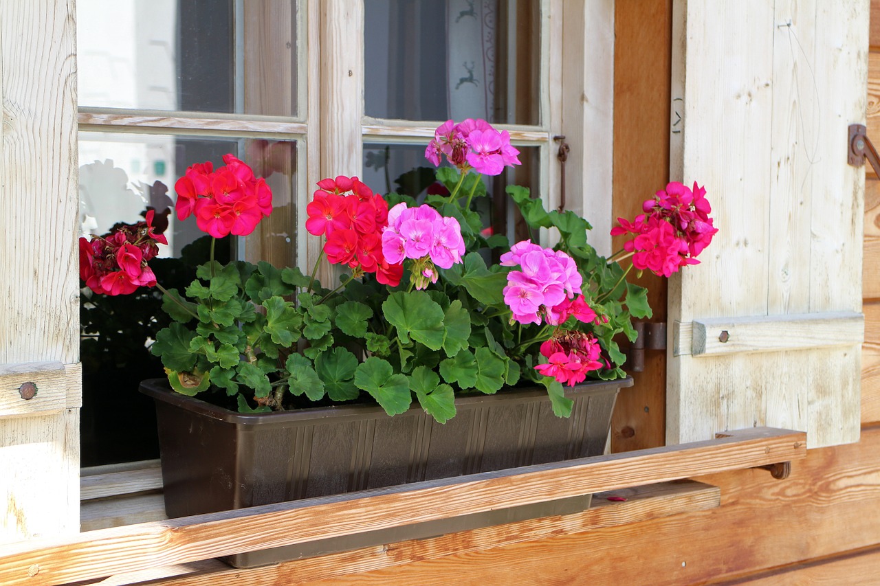 flower box house jewelry window flower free photo