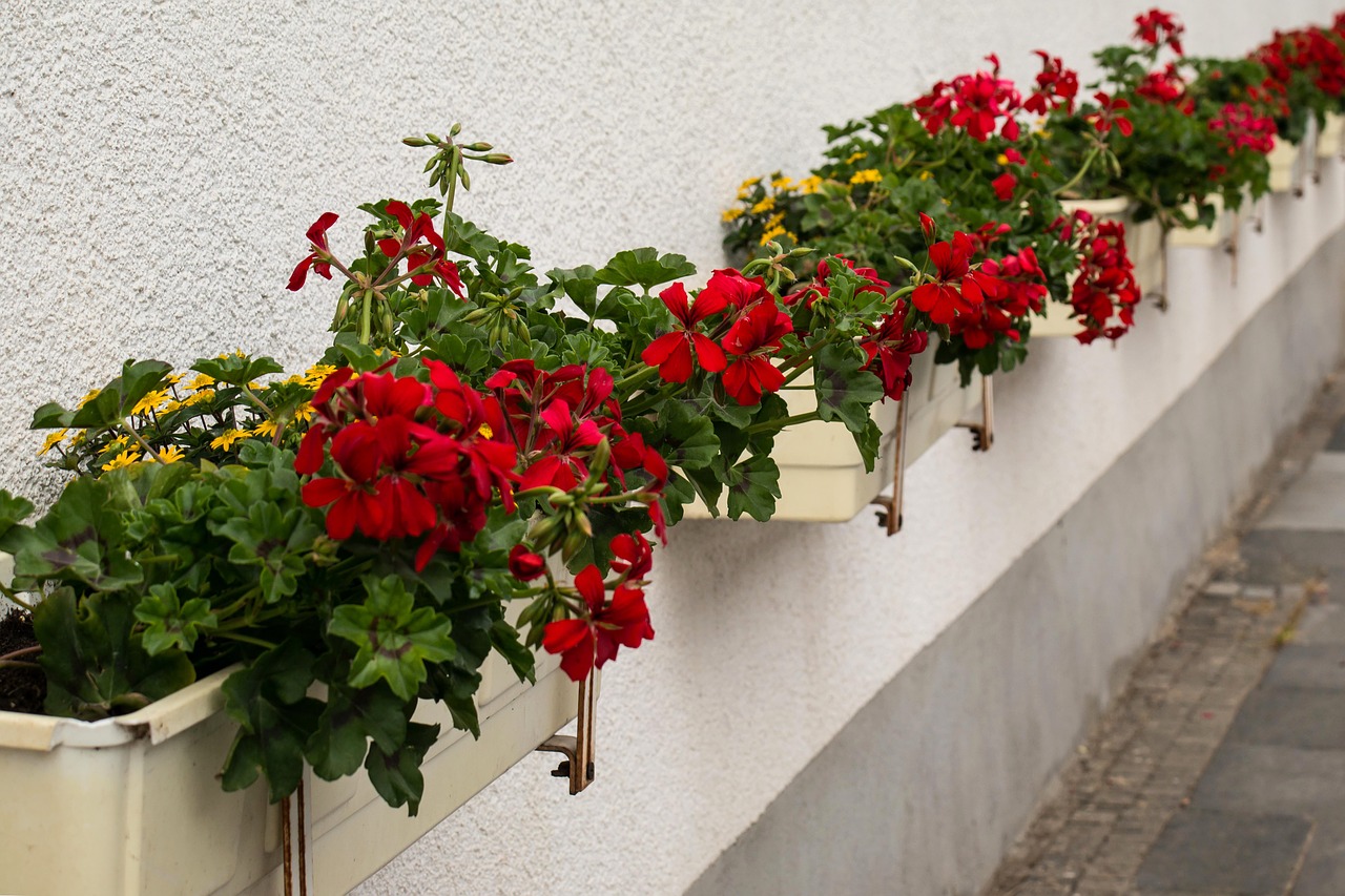 flower boxes flowers red free photo