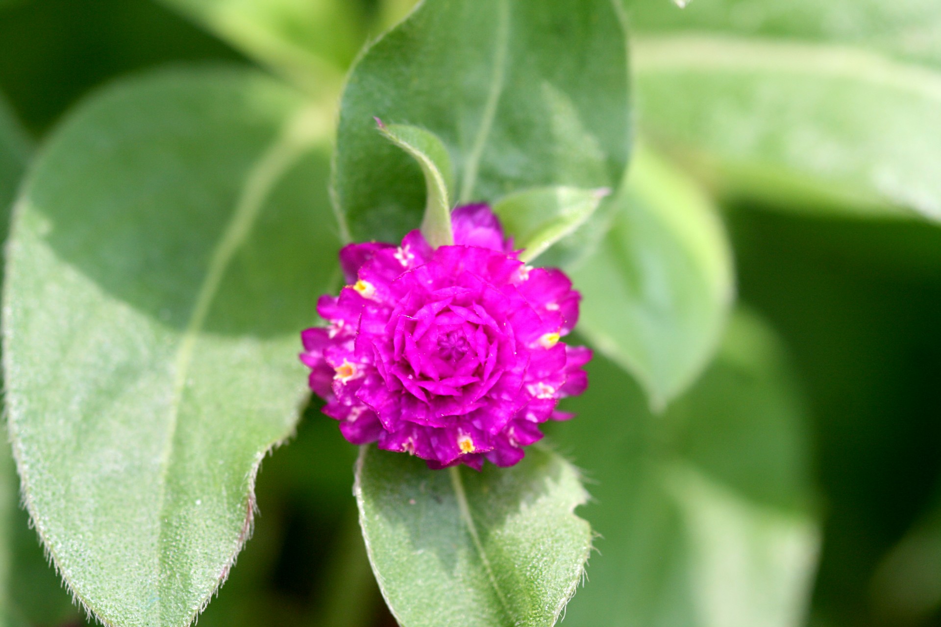 flowers plant purple flower free photo