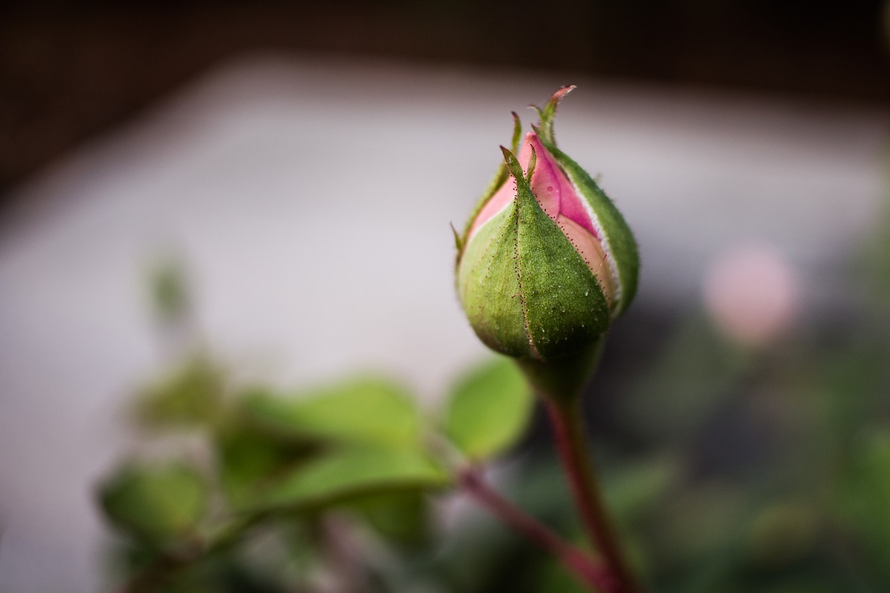 Download free photo of Flower bud,bloom,blooming,blossom,botanical - from