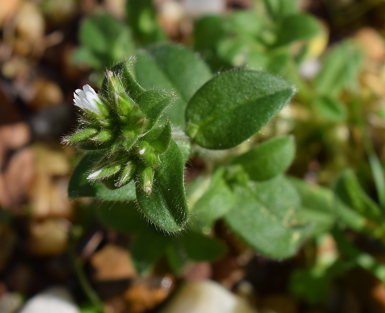 flower bud common chickweed flower free photo