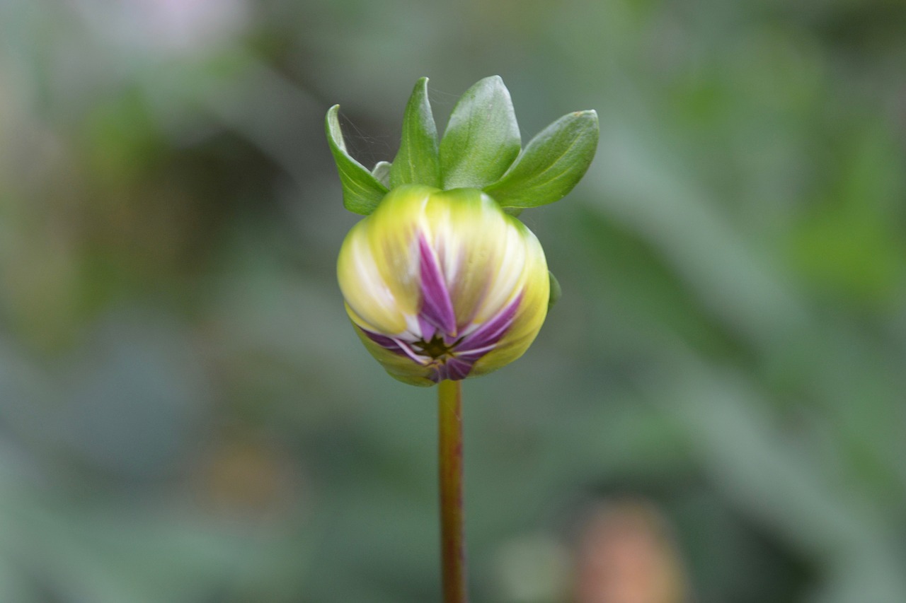 flower bud color green free photo