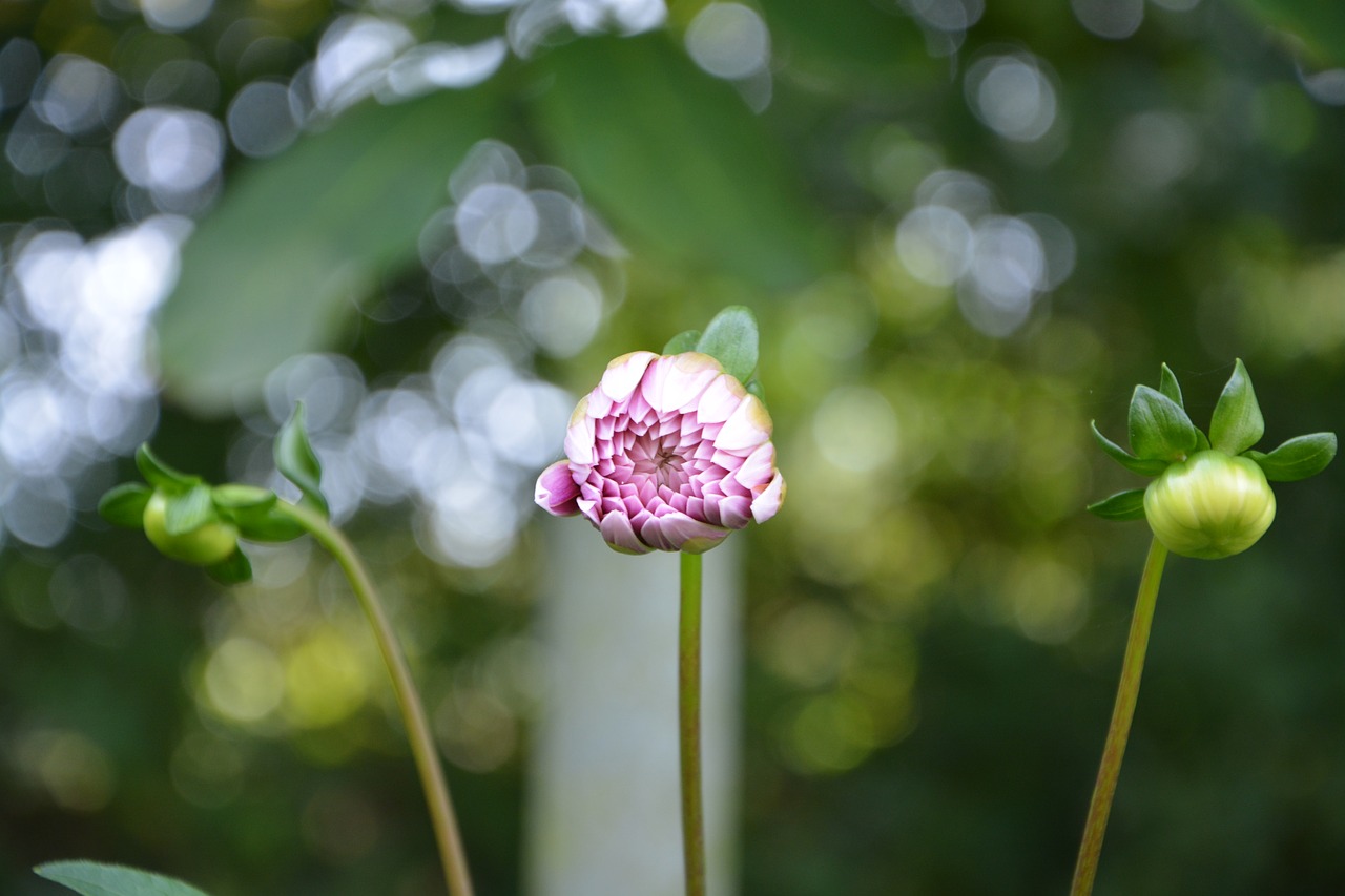 flower bud buds nature free photo