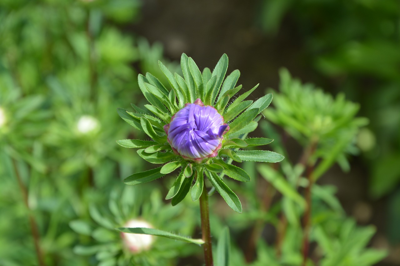 flower bud purple foliage free photo