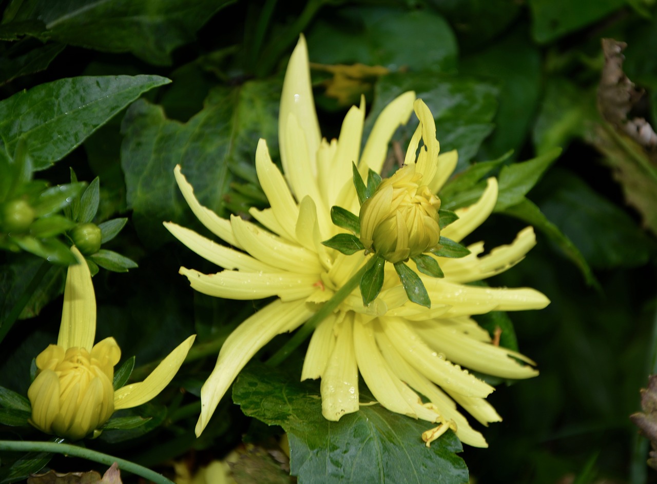 flower bud flower flowers free photo