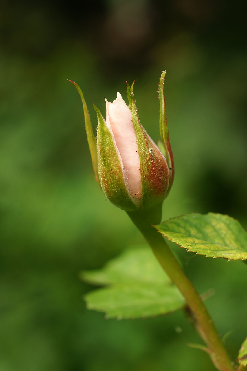 flower bud leaf flower free photo