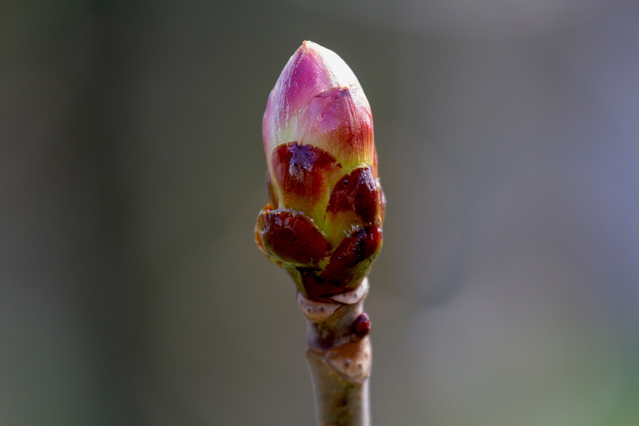 flower bud  maple  nature free photo