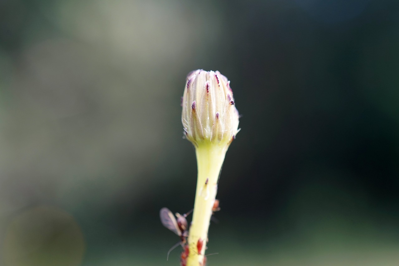 flower bud  detail  flower free photo