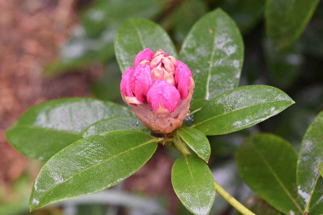 flower bud  flower  green leaves free photo