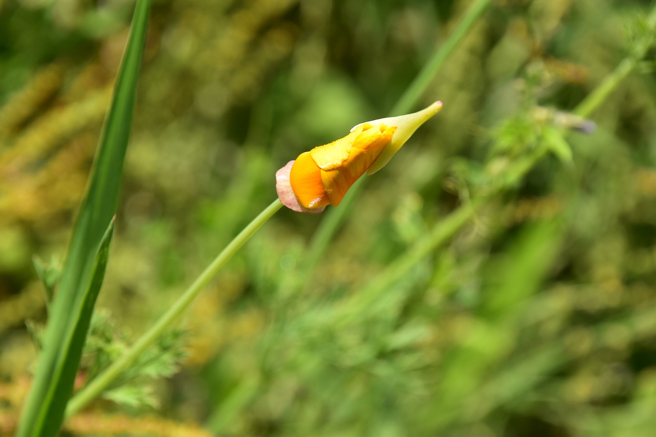 flower bud  green leaves  flowering free photo