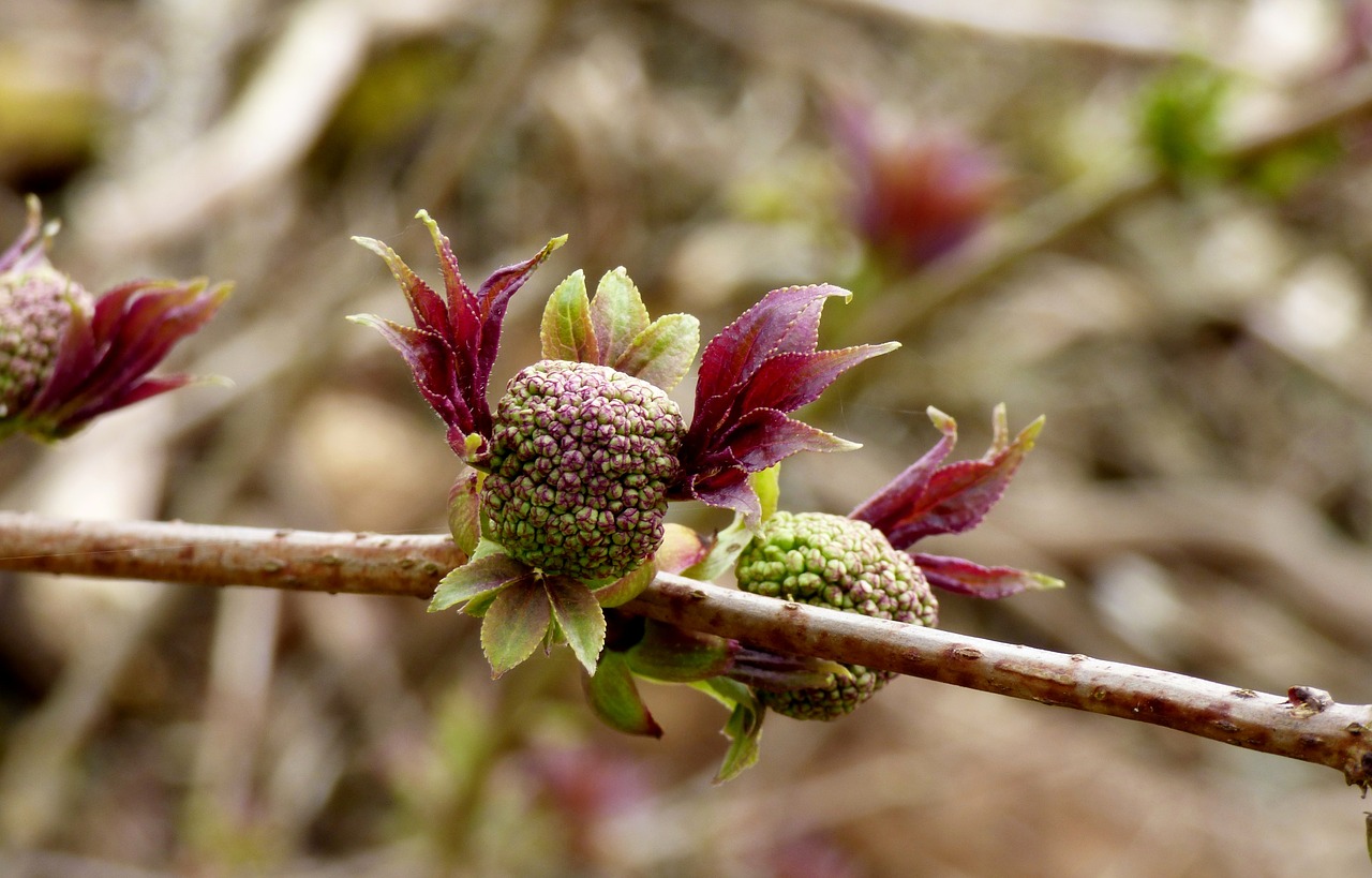 flower bud spring nature free photo