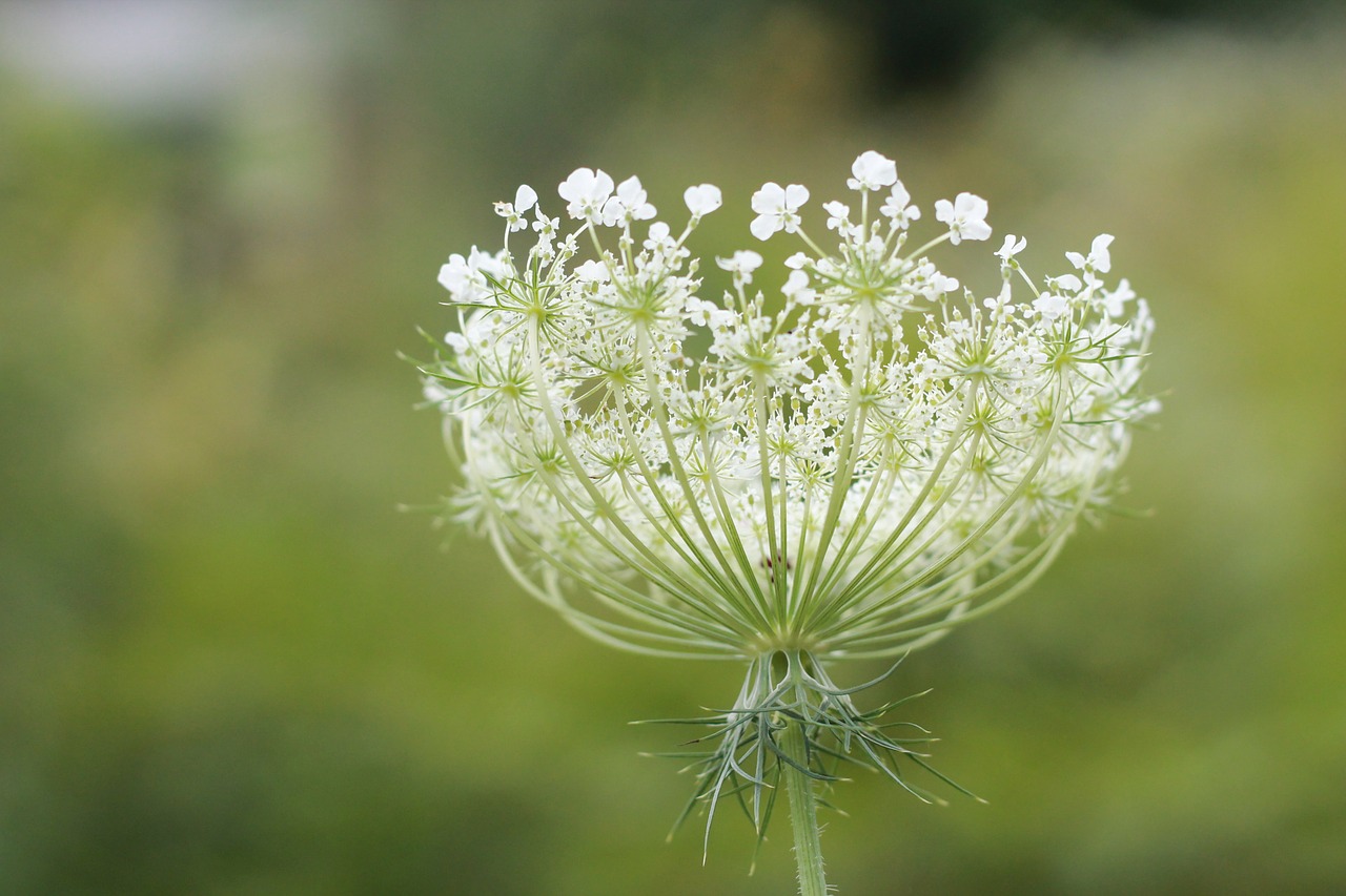 flower bud summer white free photo