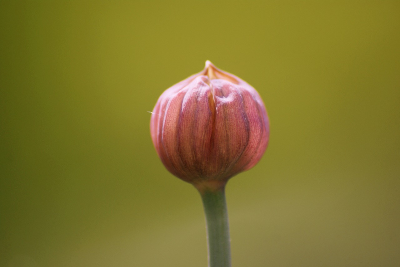 flower bud spring chives free photo