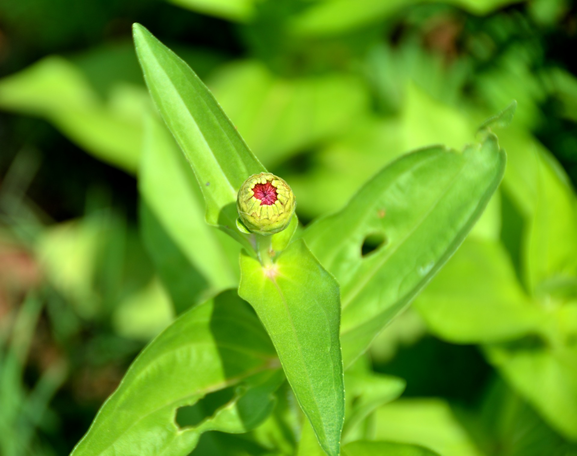 flower green light free photo