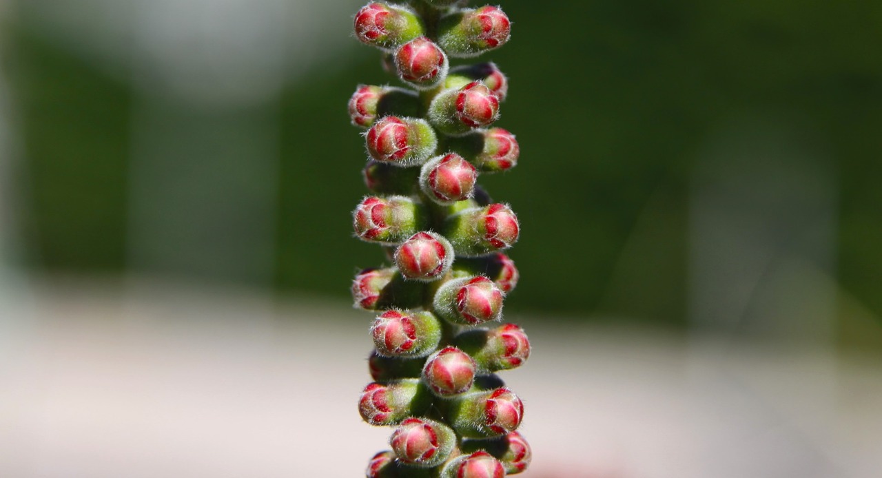 flower buds nature bud free photo