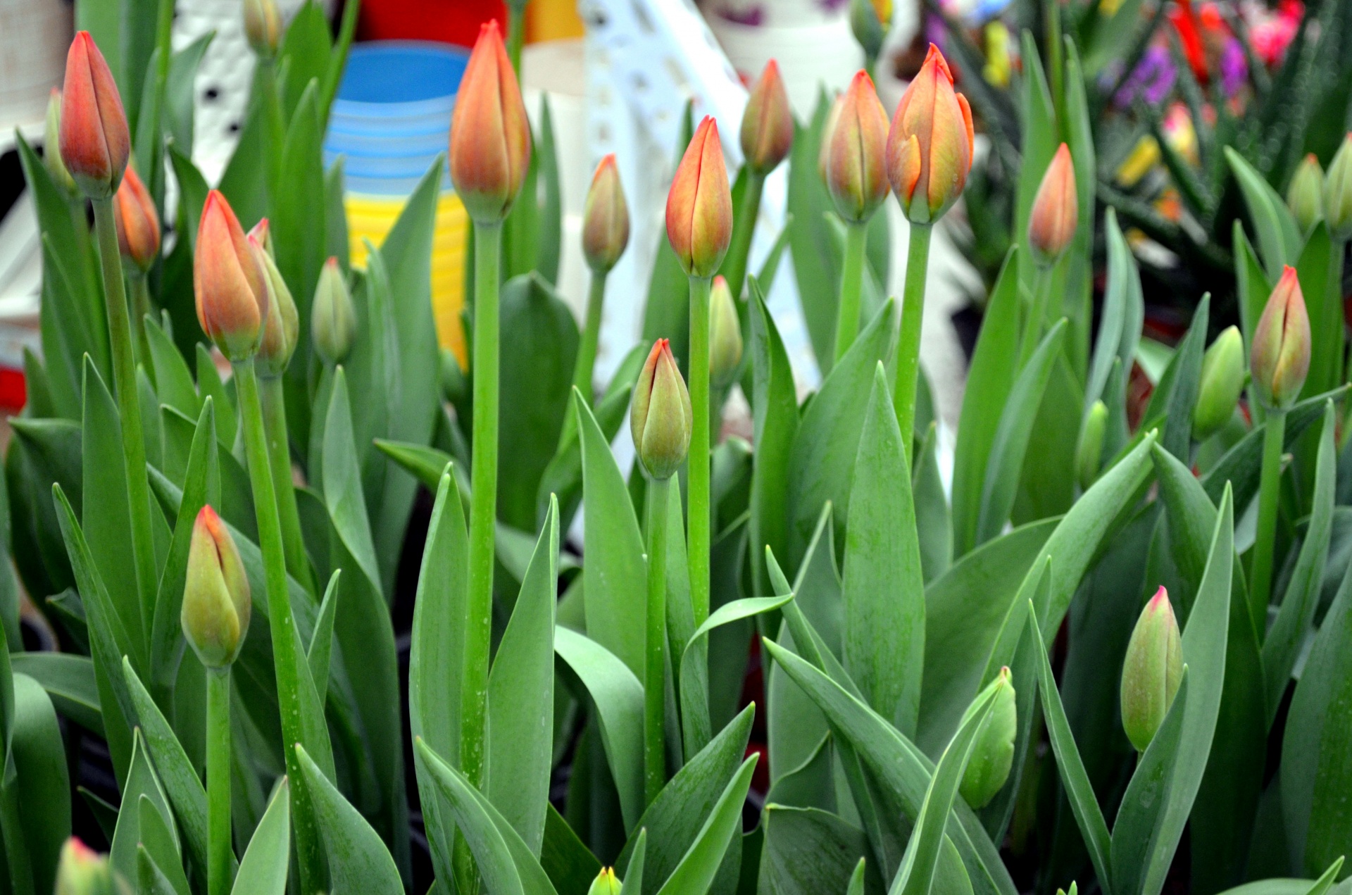 flowers tulips bud free photo