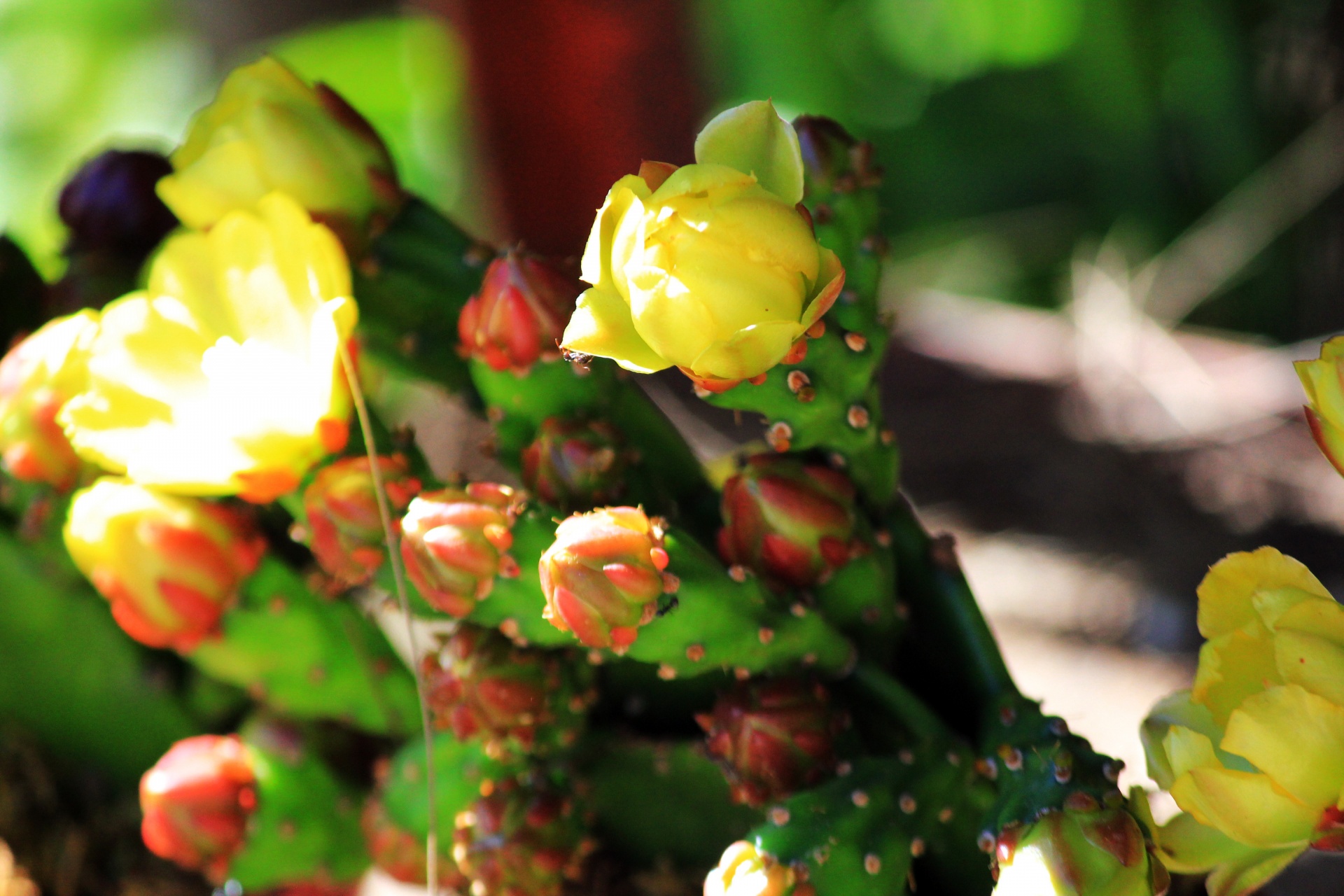 flower buds flower buds free photo