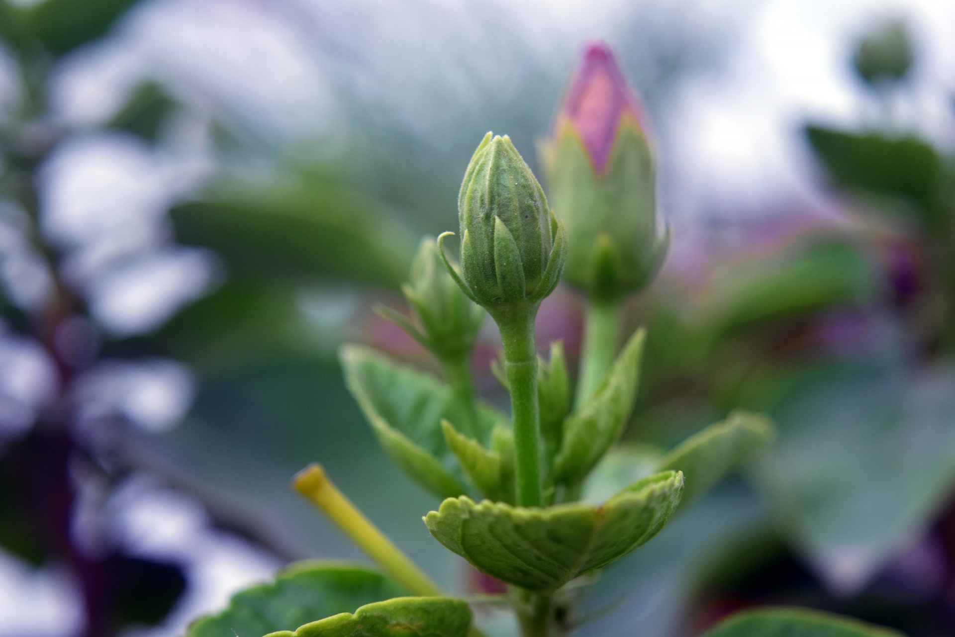 hibiscus flower buds free photo